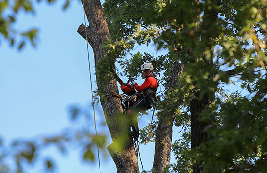 Grizzly Tree Experts